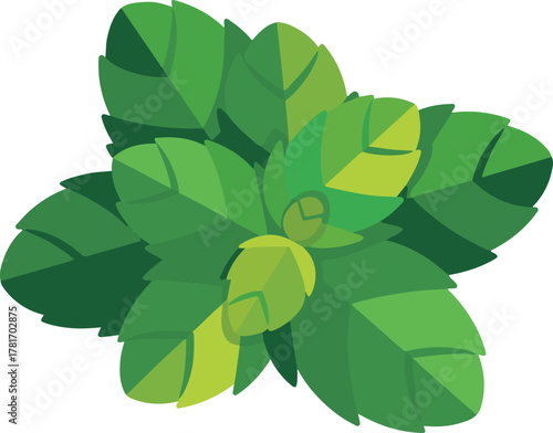 Top view of a fresh green mint herb for cooking and garnishing isolated vector illustration