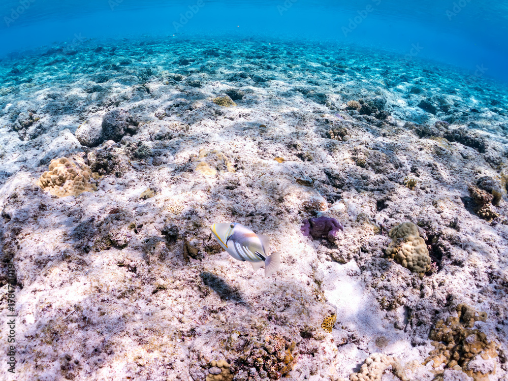 Obraz premium ムラサメモンガラ, Lagoon triggerfish. Picassofish, Rhinecanthus aculeatus, モンガラカワハギ科, 美しいサンゴ礁と熱帯魚の群れ。 嘉比島沖縄県 島尻郡慶良間諸島座間味島-2025 サンゴの産卵があり卵が漂う。沖縄本島から40km西方の諸島。30以上の島嶼群全体が国立公園に指定。珊瑚礁の青い海と白い砂浜は世界屈指の美。貴重な動植物が多数生息。