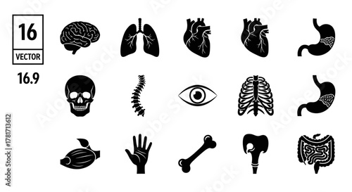 Human organs line icons set isolated on white background anatomy and health concept