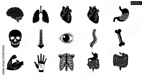 Illustration of human anatomy icons in black and white isolated on white background