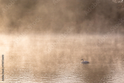 Vászonkép A lone whooper swan glides across a misty lake at sunrise, bathed in soft golden light