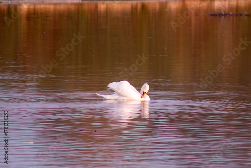 White swan on Lake Ptuj at sunset.