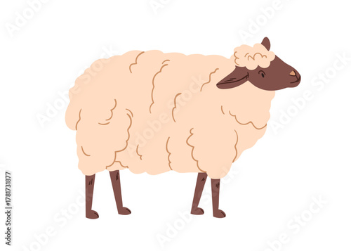 Sheep, fluffy furry farm domestic animal. Rural countryside fauna. Cute downy hairy woolly ewe standing. Country nature, livestock. Flat vector illustration isolated on white background