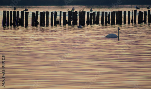 Fototapeta Naklejka Na Ścianę i Meble -  swan and seagull on Lake Ptuj. beautiful sunset