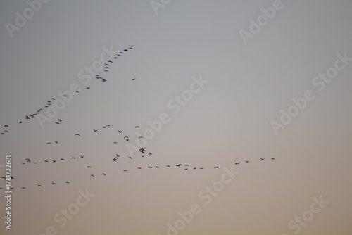 Storks travel south. a wonderful autumn evening.