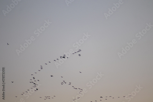 Storks travel south. a wonderful autumn evening.