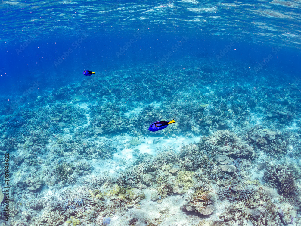 Fototapeta premium ナンヨウハギ, Palette surgeonfish, Fragtail surgeonfish, Paracanthurus hepatus, ニザダイ科, 美しいサンゴ礁と熱帯魚の群れ。 嘉比島沖縄県 島尻郡慶良間諸島座間味島-2025 サンゴの産卵があり卵が漂う。沖縄本島から40km西方の諸島。30以上の島嶼群全体が国立公園に指定。珊瑚礁の青い海と白い砂浜は世界屈指の美。貴重な動植物が多数