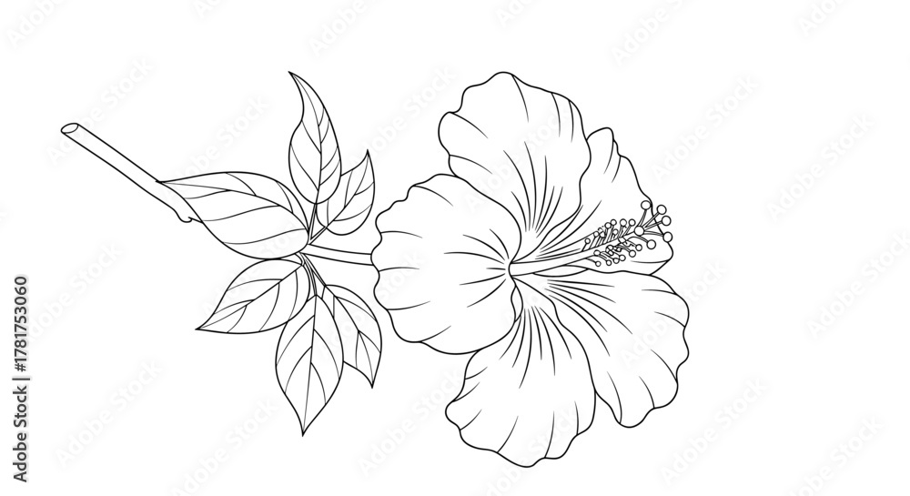 Fototapeta premium An elegant black and white line drawing of a hibiscus flower with leaves and a stem.