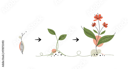 Observing the gradual growth and transformation of a small plant into a blooming flower.