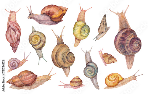 Hand drawn watercolor snails set. Detailed animal illustration with various snail species on white background. Natural style perfect for textile, design, and print projects.