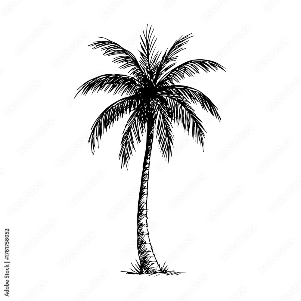 Obraz premium Hand drawn palm tree sketch style art. Palm tree drawing pencil sketch. Hand drawn coconut tree. Vector illustration.
