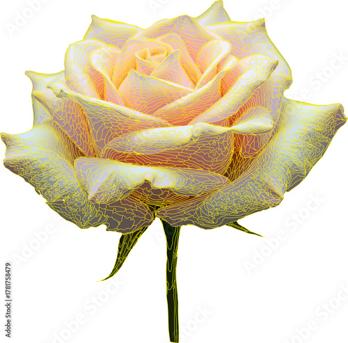yellow rose on white background