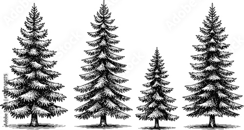 Four evergreen tree silhouettes standing tall against a dark background for forest themes