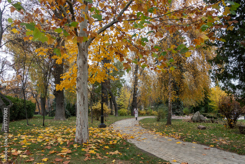 An alley in Shevchenko Park in Kyiv