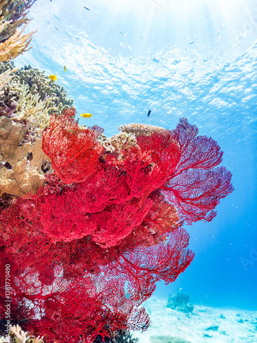 イソバナ（イソバナ科）, Gorgonian, Melithaea Flabellifera,
ソフトコーラル, 美しいサンゴ礁と熱帯魚の群れ。
嘉比島沖縄県
島尻郡慶良間諸島座間味島-2025
サンゴの産卵があり卵が漂う。沖縄本島から40km西方の諸島。30以上の島嶼群全体が国立公園に指定。珊瑚礁の青い海と白い砂浜は世界屈指の美。貴重な動植物が多数生息。
