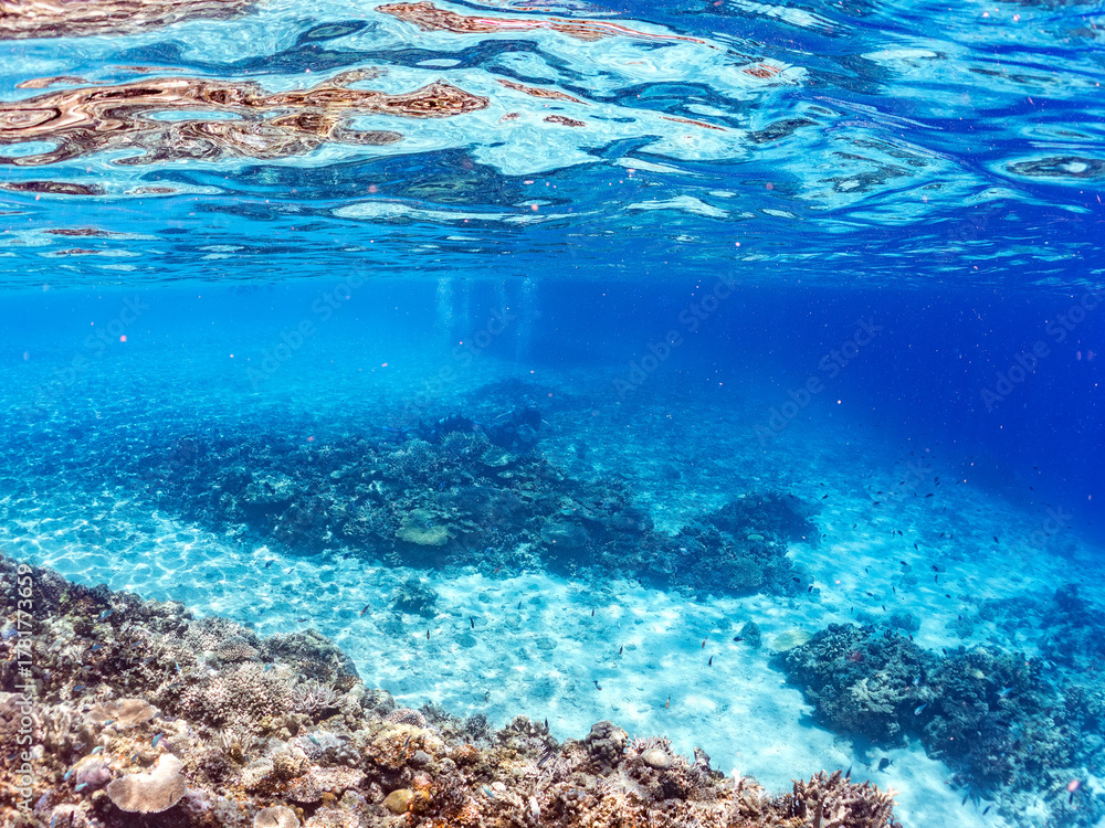 Fototapeta premium デバスズメダイ, Blue green damselfish, Chromis viridis, Blue green chromis, スズメダイ科, 美しいサンゴ礁と熱帯魚の群れ。 嘉比島沖縄県 島尻郡慶良間諸島座間味島-2025 サンゴの産卵があり卵が漂う。沖縄本島から40km西方の諸島。30以上の島嶼群全体が国立公園に指定。珊瑚礁の青い海と白い砂浜は世界屈指の美。貴重な動植物が多数生息。