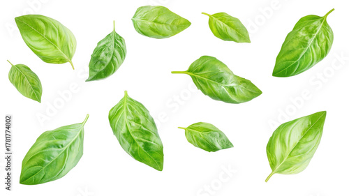 Fresh basil leaves showing vibrant green color with aromatic texture and natural herbal ingredient detail isolated on white background