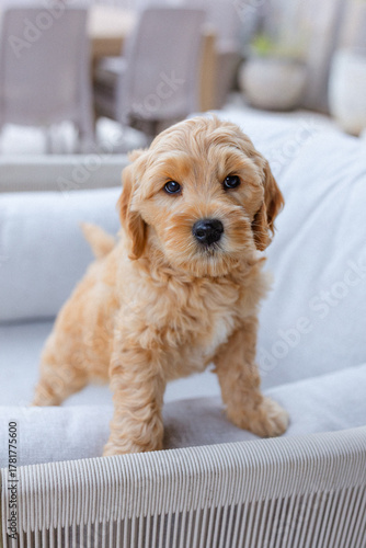 golden doodle