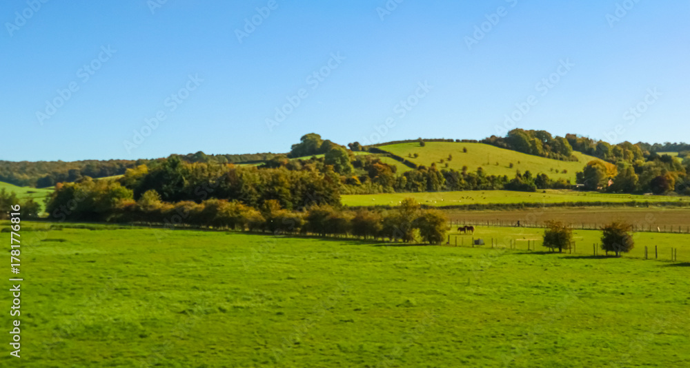 Fototapeta premium Green rolling hills of countryside with horses grazing in pasture under clear blue sky on a sunny day