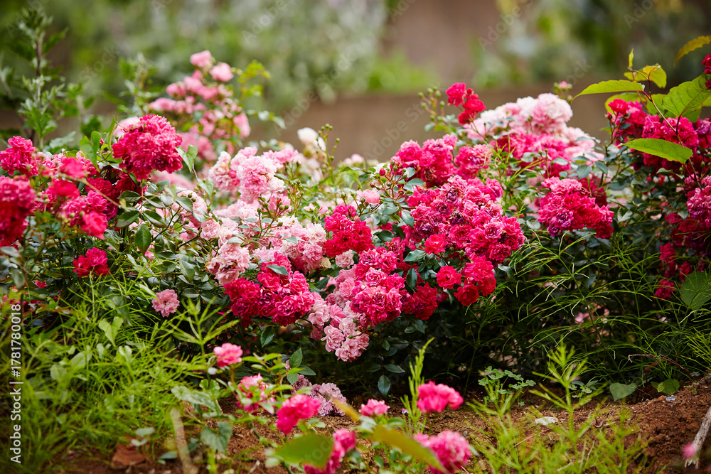 Fototapeta premium flowers in the garden