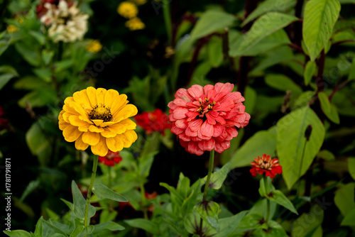 Zinnia terry in the garden in summer close-up.