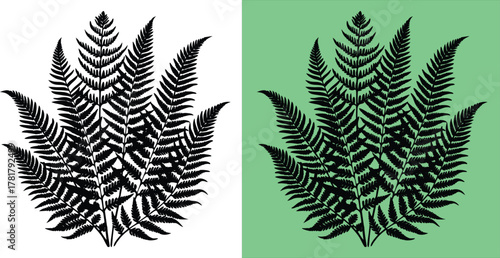 Stunning fern fronds silhouette in black for elegant botanical design, perfect for nature-inspired projects with a touch of wild beauty and natural charm.