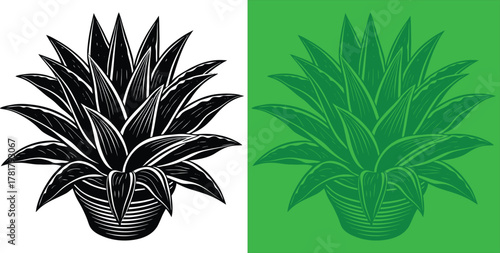Bold agave plant art in monochrome and vibrant green for striking botanical designs, perfect for nature lovers and modern home decor projects