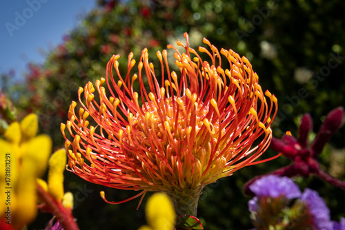 Macro side-view of a blooming flower with vibrant orange stems, and green and red background