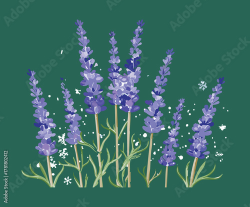 Tranquil vector illustration of lavender Plants with gentle falling snow, evoking the peaceful and calming atmosphere of a winter aromatherapy field