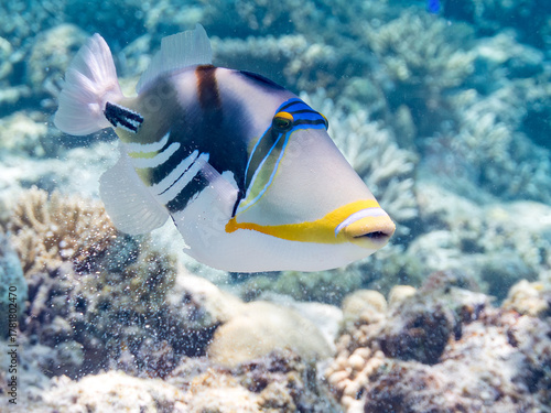 ムラサメモンガラ, Lagoon triggerfish. Picassofish, Rhinecanthus aculeatus, モンガラカワハギ科, 
Humuhumunukunukuapua’a,
美しいサンゴ礁と熱帯魚の群れ。
嘉比島沖縄県
島尻郡慶良間諸島座間味島-2025
サンゴの産卵があり卵が漂う。沖縄本島から40km西方の諸島。30以上の島嶼群全体が国立公園に指定。珊瑚礁の青い海