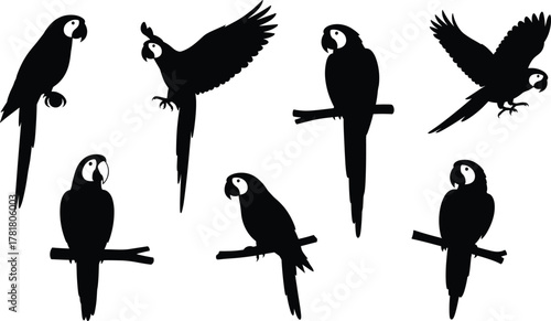 Parrot silhouette icon set, black vector illustration, perched and flying bird poses, tropical species shapes, minimal style, wildlife concept, exotic theme