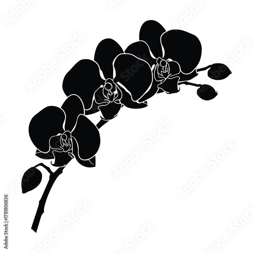 Elegant Black Orchid Flowers Silhouette