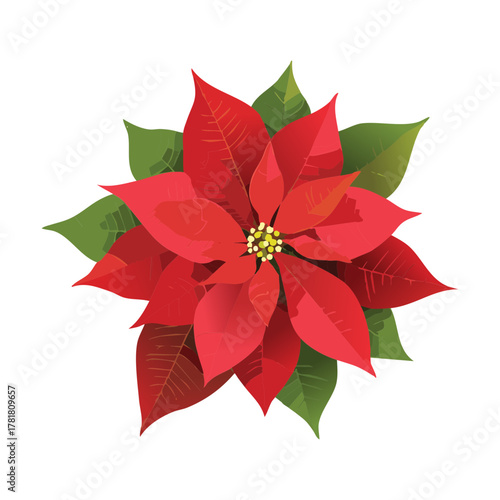 Top-down view of a classic red Poinsettia Plants illustration, emphasizing the symmetrical beauty and traditional feel of the Christmas flower