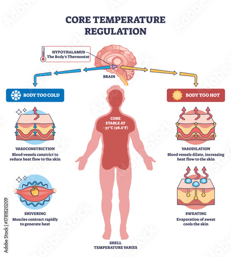 Core temperature regulation with hypothalamus control, human silhouette and skin layers show homeostasis via vasoconstriction, vasodilation, sweating, shivering. Outline diagram