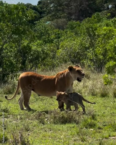lion cub and lioness