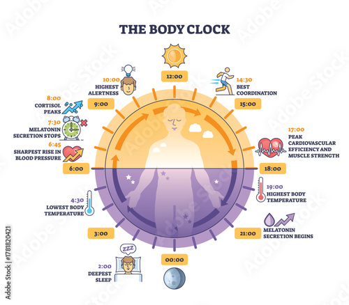 Body clock brief timeline maps circadian rhythm across day and night, centered on a human silhouette with sun and moon icons marking key body functions. Outline diagram
