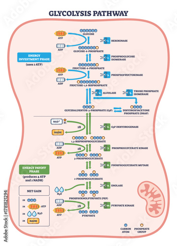 Glycolysis pathway visualized as a brief flow from glucose to pyruvate, highlighting ATP use and NADH gain with stepwise enzymes. Key objects, glucose, ATP, pyruvate. Outline diagram