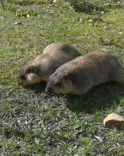 sleeping fur seal in the zoo