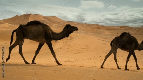 camels in the desert
