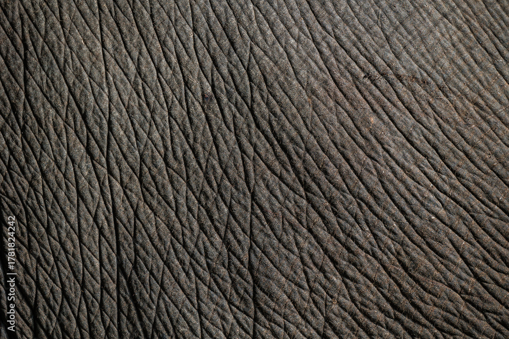 Fototapeta premium Real Elephant skin texture. Animal wrinkles Texture. Thai elephant nature pattern for background