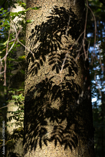 The reflection of foliage on a tree trunk. The reflection of rowan leaves on the fir bark. A noble entourage.