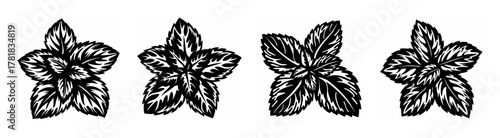 Four distinct hand-drawn monochrome outlines of fresh basil leaves arranged in a floral pattern for culinary and decorative use