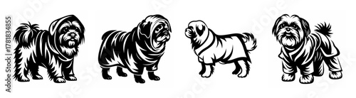 Four adorable fluffy dogs wearing raincoats ready for a walk in wet weather conditions