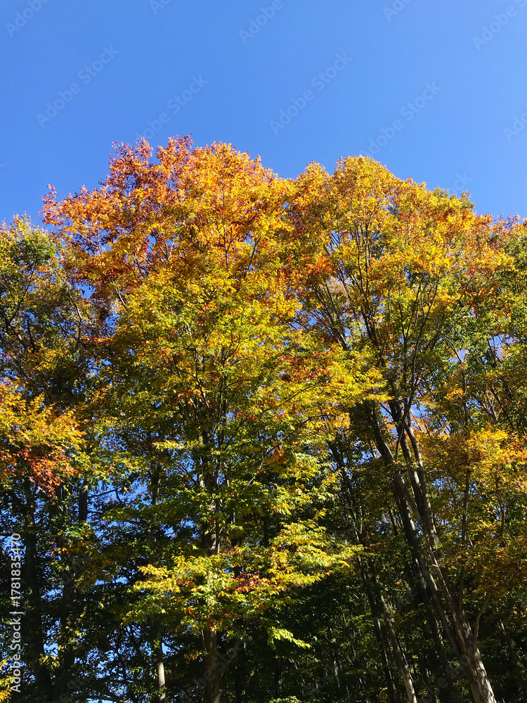 Naklejka premium Colorful autumn leaves with clear blue sky in Japan