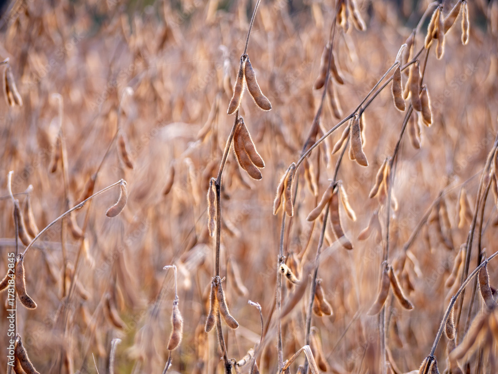 Fototapeta premium Field of mature soybeans (Glycine max) before harvest, grown for food, oil production, and animal feed, important crop in agriculture and industry.
