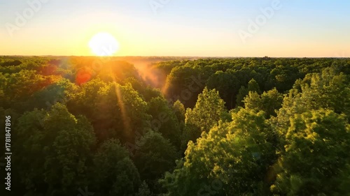Aerial drone view flying forward over a vibrant green forest canopy at golden sunrise, creating a serene nature loop background, establishing shot, light