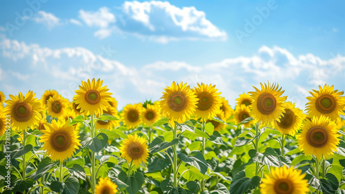 夏の日差しと青空の下のひまわり畑 - 元気、希望、明るさを伝える風景素材