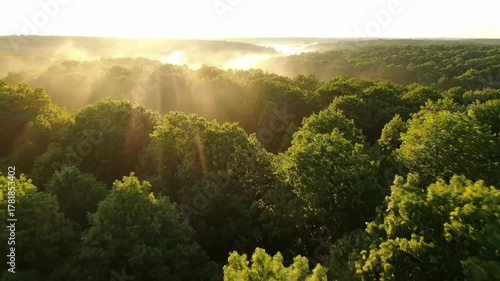Aerial view flying over a serene forest canopy with morning fog and sun rays calm, outdoor, trees