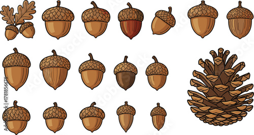 Collection of acorns and pine cone illustrations showing varied shapes, textures, and botanical details for nature and educational design