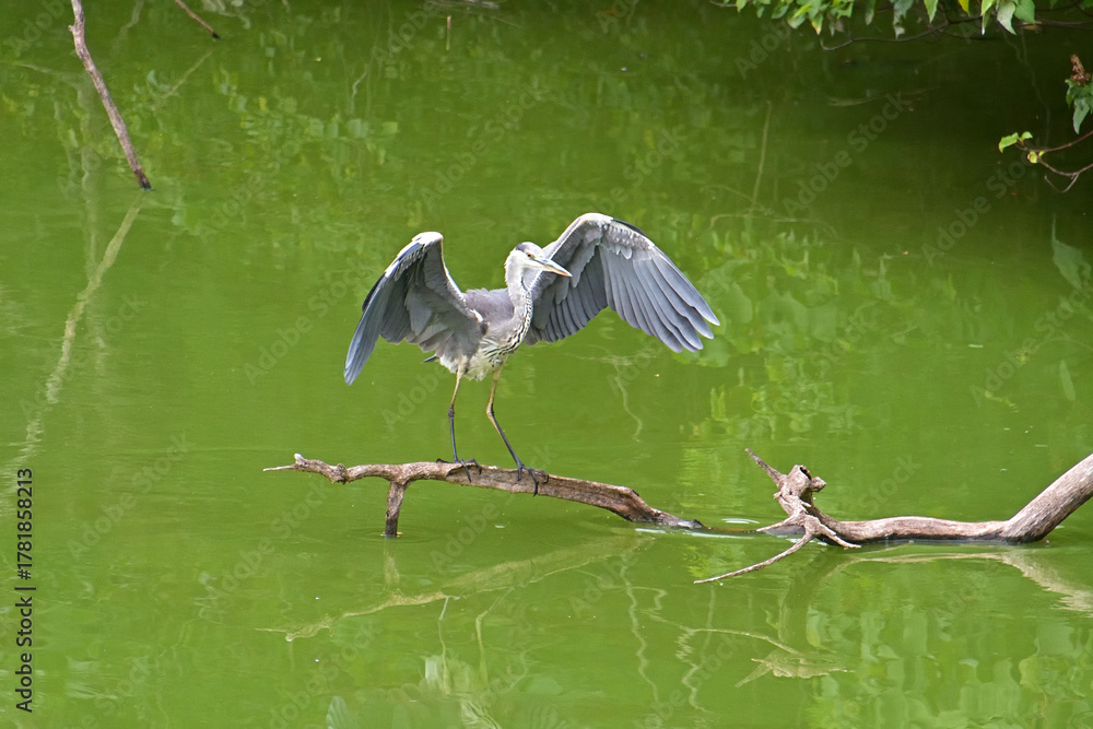 Fototapeta premium 羽を大きく広げて、池の上に伸びた枝にとまったアオサギ